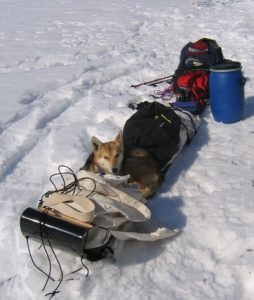 BWCA Wilderness Boundary Waters winter camping hot tent sled dog 