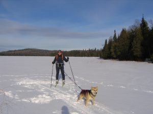 Skijoring with the dog skiing bwca Northshore Minnesota